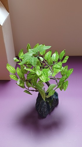 Bonsai herzbox künstlich - bonsai,